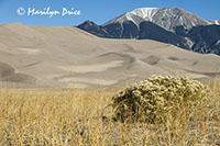 Rabbit bush among the rice grass, dunes and Sangre de Cristo Mountains, Great Sand Dunes National Park, CO