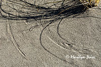 Windblown rice grass makes patterns in the sand, Great Sand Dunes National Park, CO