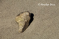 Large rock in the side of a dune, Great Sand Dunes National Park, CO