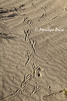 Bird tracks cross the ripples in the sand, Great Sand Dunes National Park, CO