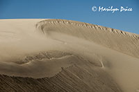 Ridge of a dune, Great Sand Dunes National Park, CO