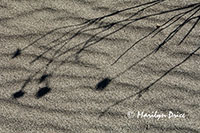 Shadows of dead sunflower heads, Great Sand Dunes National Park, CO