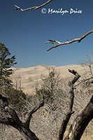 Dunes from the Montville Loop Trail, Great Sand Dunes National Park, CO