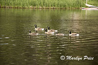 Ducks on Sylvan Lake, Custer State Park, SD