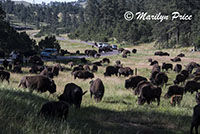 Bison herd, Custer State Park, SD