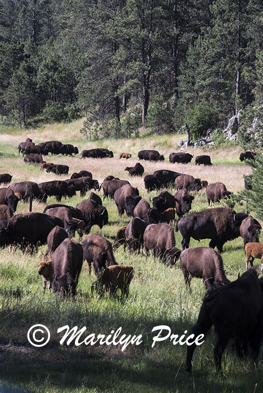 Bison herd, Custer State Park, SD