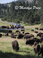 Bison herd, Custer State Park, SD