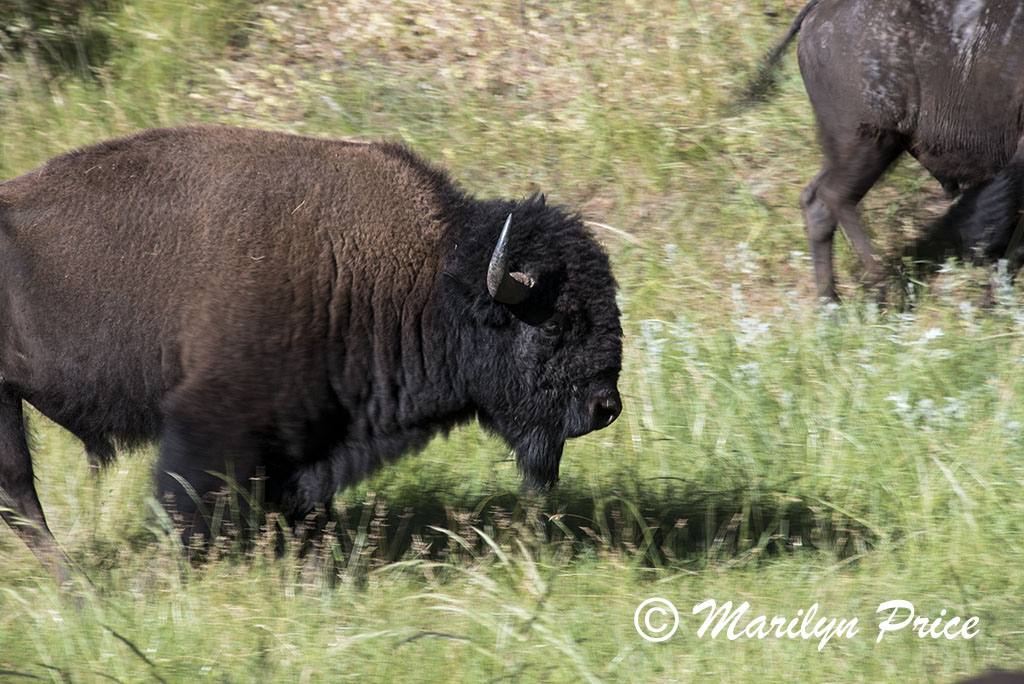 Bison herd, Custer State Park, SD