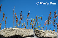 Grasses, Little Bighorn Battlefield National Monument, MT