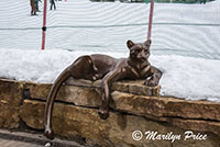 Wild cat sculpture, Steamboat Springs, CO