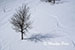 Tree and its shadow on the edge of a ski run, Steamboat Springs, CO