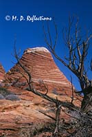 Dead tree in front of striped mounds of rock, Paria-Vermillion Cliffs Wilderness Area, AZ