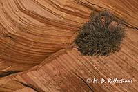 Survival, plant growing in a rock crack, Paria-Vermillion Cliffs Wilderness Area, AZ