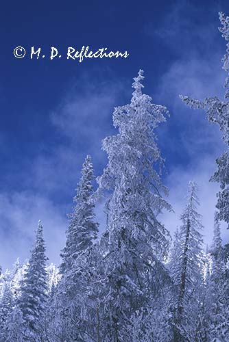 Snow covered trees and blue sky, near Cedar City, Utah