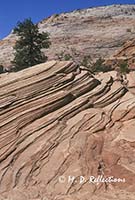 Tree and sandstone swirls, Zion National Park, UT