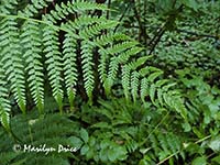 Fern frond near Manitou Lodge, Olympic National Park, WA