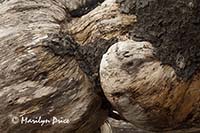 Burls on a driftwood log, Rialto Beach, Olympic National Park, WA