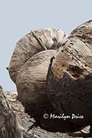 Burls on a driftwood log, Rialto Beach, Olympic National Park, WA