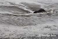 Rock and wave, Rialto Beach, Olympic National Park, WA