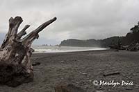 Driftwood and sea stacks, Rialto Beach, Olympic National Park, WA