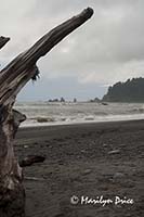 Driftwood and sea stacks, Rialto Beach, Olympic National Park, WA