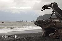 Driftwood and sea stacks, Rialto Beach, Olympic National Park, WA