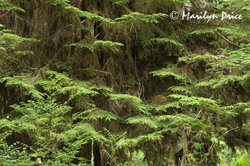 Patterns in the forest, Hoh Rain Forest, Olympic National Park, WA