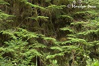 Patterns in the forest, Hoh Rain Forest, Olympic National Park, WA