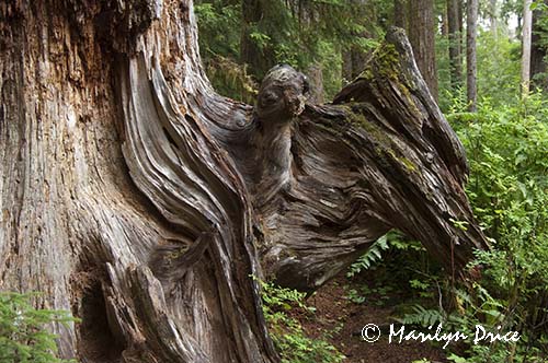 Patterns in a stump, Hoh Rain Forest, Olympic National Park, WA