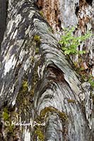 Patterns in a stump, Hoh Rain Forest, Olympic National Park, WA