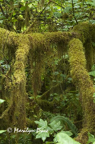 Moss and ferns, Hoh Rain Forest, Olympic National Park, WA