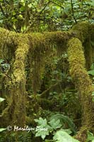 Moss and ferns, Hoh Rain Forest, Olympic National Park, WA