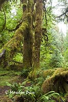 Tree and moss, Hall of Mosses Trail, Hoh Rain Forest, Olympic National Park, WA