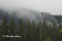 Clouds rolling in over the trees, Hoh River, Hoh Rain Forest, Olympic National Park, WA