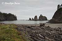 Sea stacks and driftwood, Rialto Beach, Olympic National Park, WA