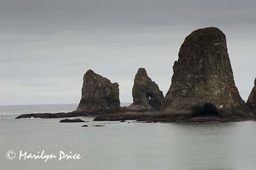 Sea stacks, Rialto Beach, Olympic National Park, WA