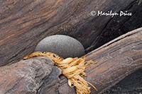 Driftwood, sea weed, and rock, Rialto Beach, Olympic National Park, WA