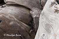 Patterns in driftwood, Rialto Beach, Olympic National Park, WA