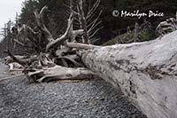 Driftwood, a large tree, Rialto Beach, Olympic National Park, WA