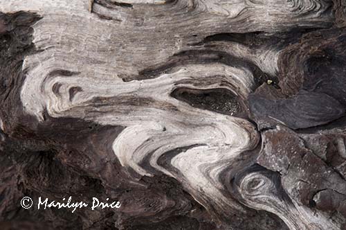 Patterns in driftwood, Rialto Beach, Olympic National Park, WA