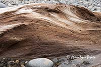 Patterns in driftwood, Rialto Beach, Olympic National Park, WA