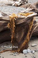 Seaweed lei adorns driftwood, Rialto Beach, Olympic National Park, WA