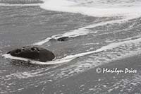 Waves and rock, Rialto Beach, Olympic National Park, WA