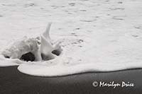 Waves and rock, Rialto Beach, Olympic National Park, WA