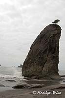 Survival, a tree atop a sea stack, Rialto Beach, Olympic National Park, WA