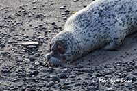 Dead seal on the beach near sunset, Rialto Beach, Olympic National Park, WA