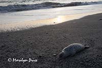 Dead seal on the beach near sunset, Rialto Beach, Olympic National Park, WA