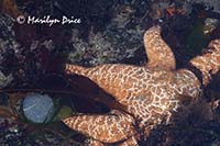 Ochre sea star