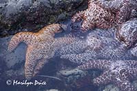 Ochre sea star