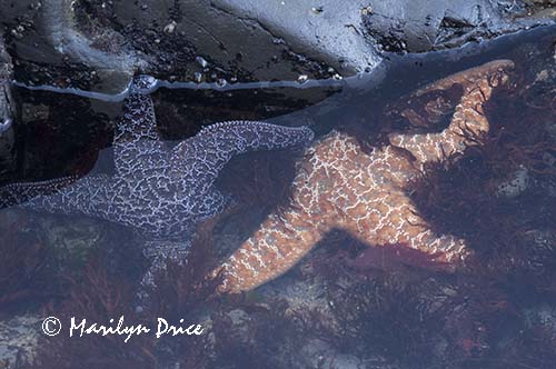 Ochre sea stars